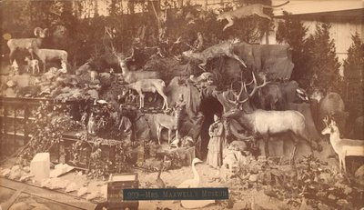 Museo de la Sra. Maxwell de American Photographer